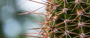 Preview wallpaper cactus, needles, plants, blur