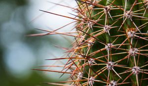 Preview wallpaper cactus, needles, plants, blur