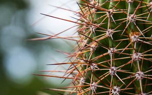 Preview wallpaper cactus, needles, plants, blur