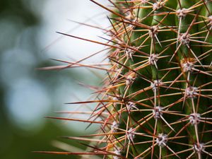 Preview wallpaper cactus, needles, plants, blur