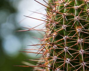 Preview wallpaper cactus, needles, plants, blur