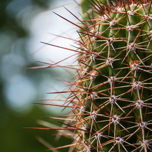 Preview wallpaper cactus, needles, plants, blur