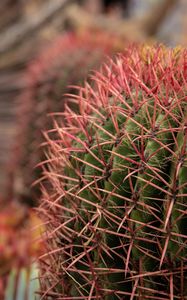 Preview wallpaper cactus, needles, spines, plant, macro
