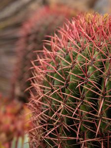 Preview wallpaper cactus, needles, spines, plant, macro