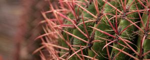 Preview wallpaper cactus, needles, spines, plant, macro