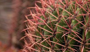 Preview wallpaper cactus, needles, spines, plant, macro