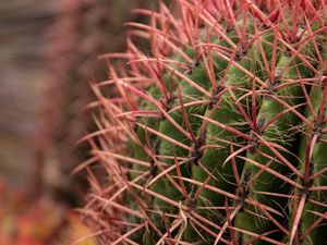 Preview wallpaper cactus, needles, spines, plant, macro