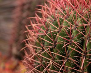 Preview wallpaper cactus, needles, spines, plant, macro