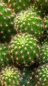 Preview wallpaper cactus, needles, thorns, macro, plant