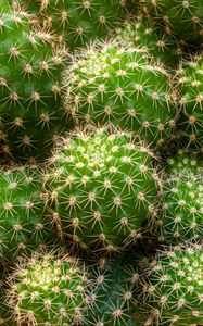 Preview wallpaper cactus, needles, thorns, macro, plant