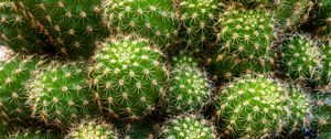 Preview wallpaper cactus, needles, thorns, macro, plant