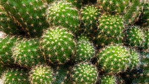 Preview wallpaper cactus, needles, thorns, macro, plant