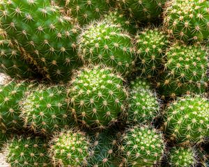 Preview wallpaper cactus, needles, thorns, macro, plant