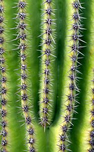 Preview wallpaper cactus, needles, thorns, plant, macro, green