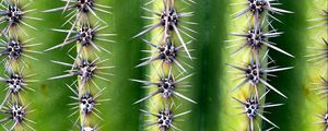 Preview wallpaper cactus, needles, thorns, plant, macro, green