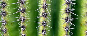 Preview wallpaper cactus, needles, thorns, plant, macro, green