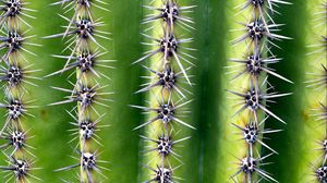 Preview wallpaper cactus, needles, thorns, plant, macro, green