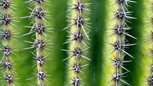 Preview wallpaper cactus, needles, thorns, plant, macro, green