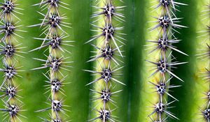 Preview wallpaper cactus, needles, thorns, plant, macro, green