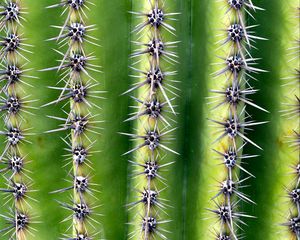 Preview wallpaper cactus, needles, thorns, plant, macro, green