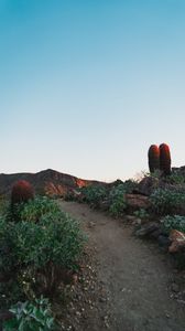 Preview wallpaper cactus, path, canyon, desert