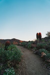 Preview wallpaper cactus, path, canyon, desert