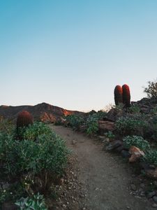 Preview wallpaper cactus, path, canyon, desert