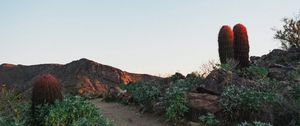 Preview wallpaper cactus, path, canyon, desert