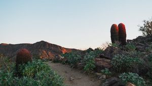 Preview wallpaper cactus, path, canyon, desert