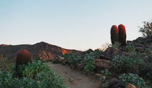 Preview wallpaper cactus, path, canyon, desert