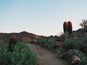 Preview wallpaper cactus, path, canyon, desert