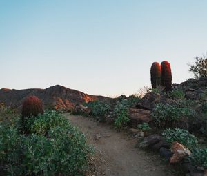 Preview wallpaper cactus, path, canyon, desert