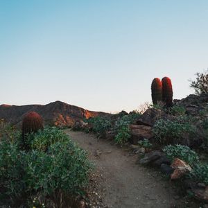 Preview wallpaper cactus, path, canyon, desert