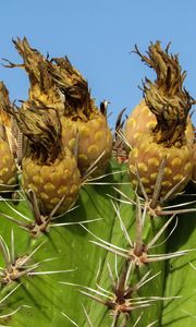 Preview wallpaper cactus, plant, cyprus, ayia napa