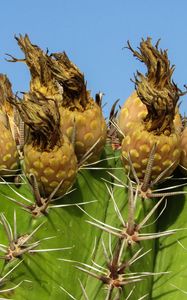 Preview wallpaper cactus, plant, cyprus, ayia napa