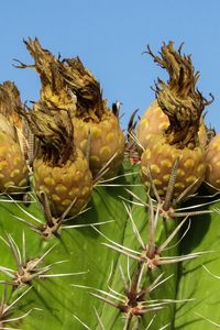 Preview wallpaper cactus, plant, cyprus, ayia napa