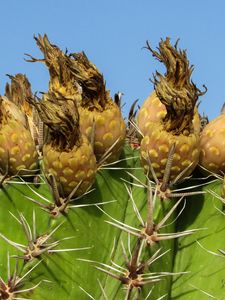 Preview wallpaper cactus, plant, cyprus, ayia napa