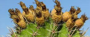 Preview wallpaper cactus, plant, cyprus, ayia napa