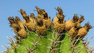 Preview wallpaper cactus, plant, cyprus, ayia napa