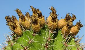 Preview wallpaper cactus, plant, cyprus, ayia napa