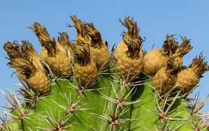 Preview wallpaper cactus, plant, cyprus, ayia napa