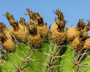 Preview wallpaper cactus, plant, cyprus, ayia napa