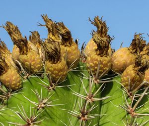 Preview wallpaper cactus, plant, cyprus, ayia napa