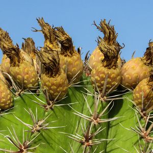 Preview wallpaper cactus, plant, cyprus, ayia napa