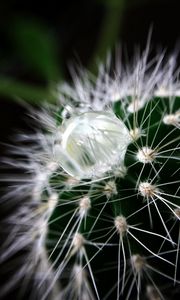 Preview wallpaper cactus, plant, drop