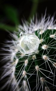 Preview wallpaper cactus, plant, drop
