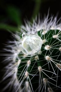 Preview wallpaper cactus, plant, drop