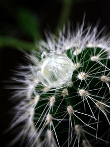 Preview wallpaper cactus, plant, drop