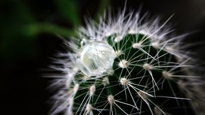 Preview wallpaper cactus, plant, drop