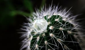 Preview wallpaper cactus, plant, drop